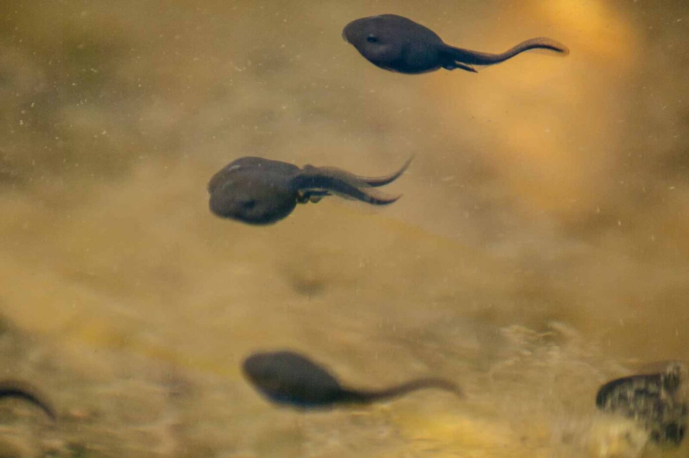 2017-06-05 - NSG Halde Pluto-Wilhelm HER-Wanne