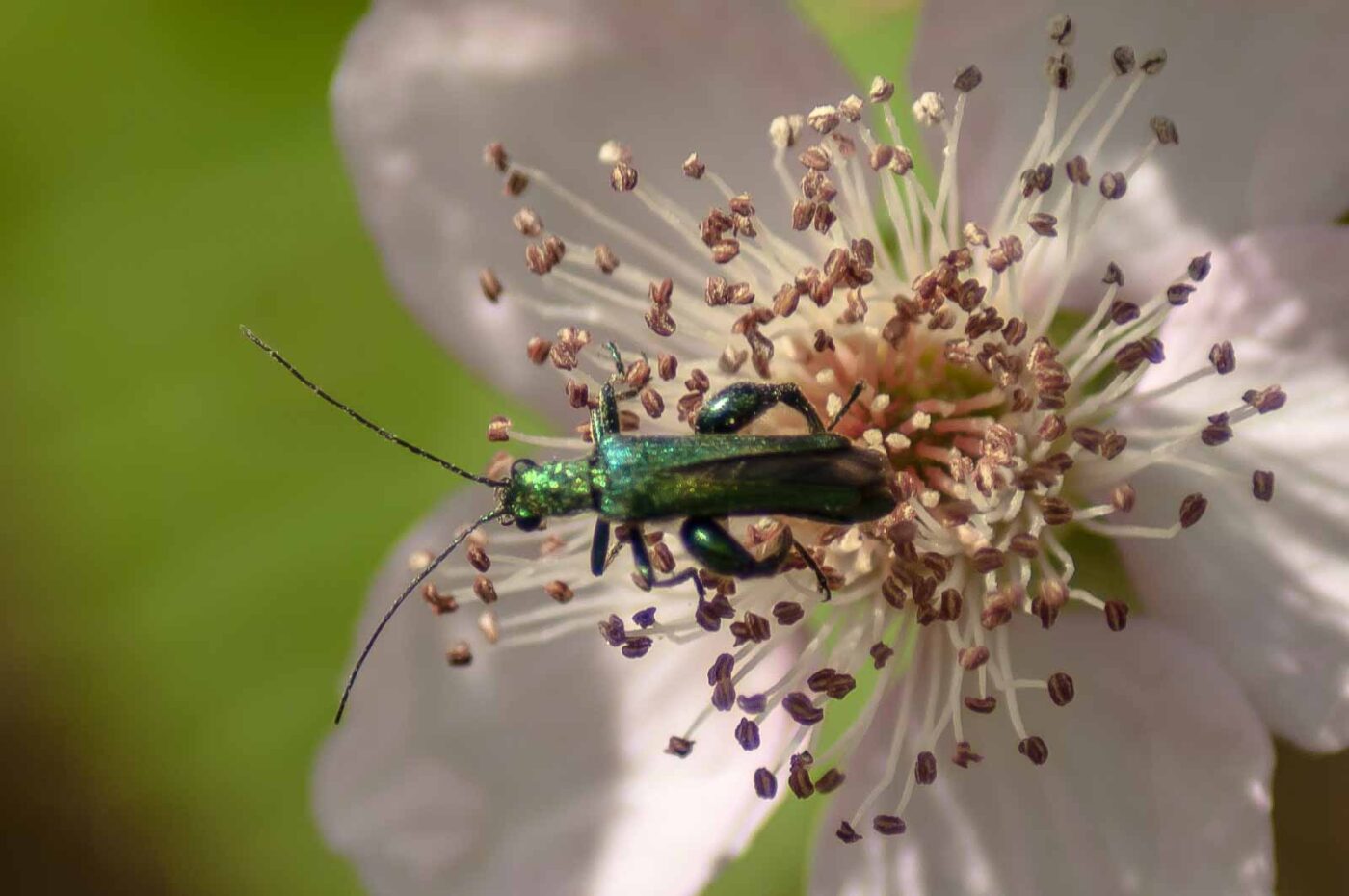 2017-06-05 - NSG Halde Pluto-Wilhelm HER-Wanne