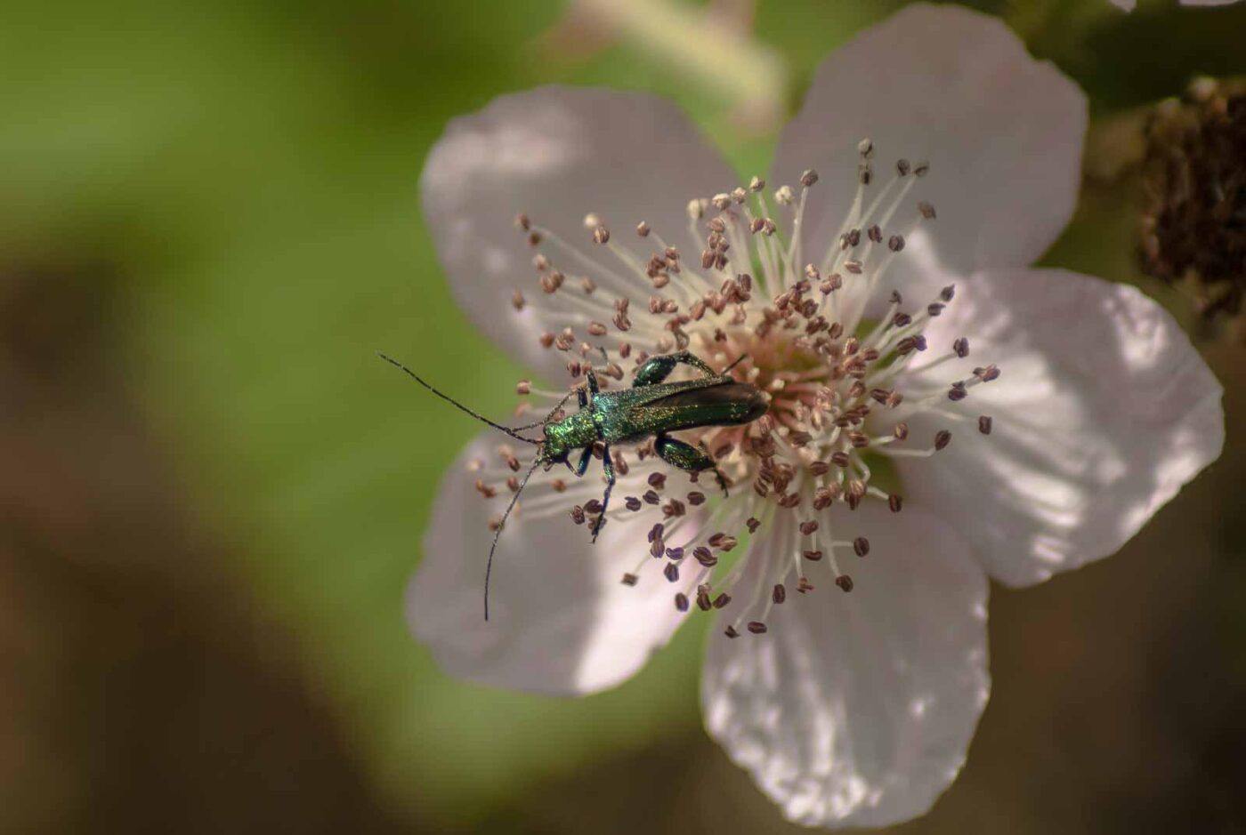 2017-06-05 - NSG Halde Pluto-Wilhelm HER-Wanne