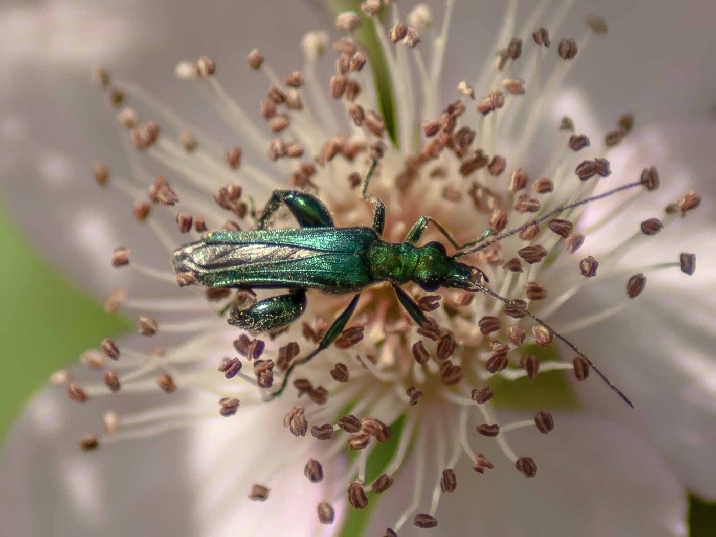 2017-06-05 - NSG Halde Pluto-Wilhelm HER-Wanne