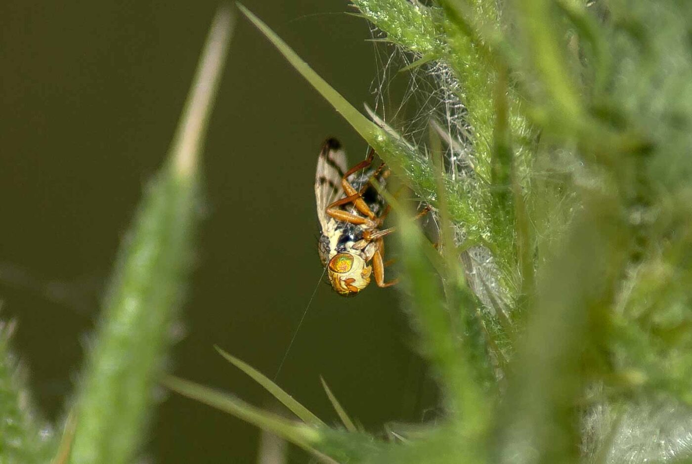 2017-06-05 - NSG Halde Pluto-Wilhelm HER-Wanne