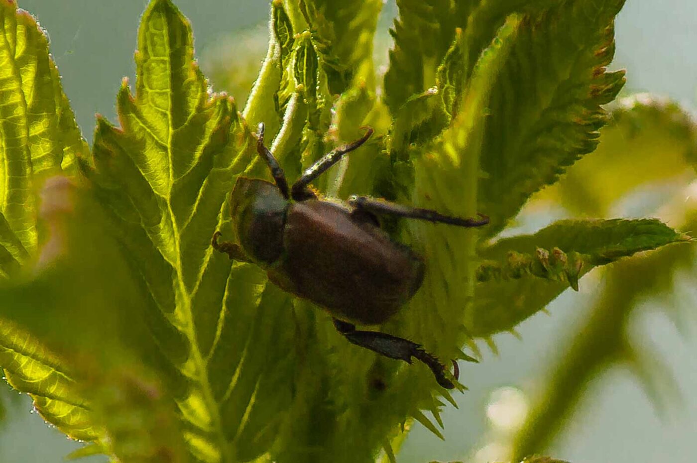 2017-06-05 - NSG Halde Pluto-Wilhelm HER-Wanne