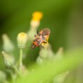 2017-06-05 - NSG Halde Pluto-Wilhelm HER-Wanne