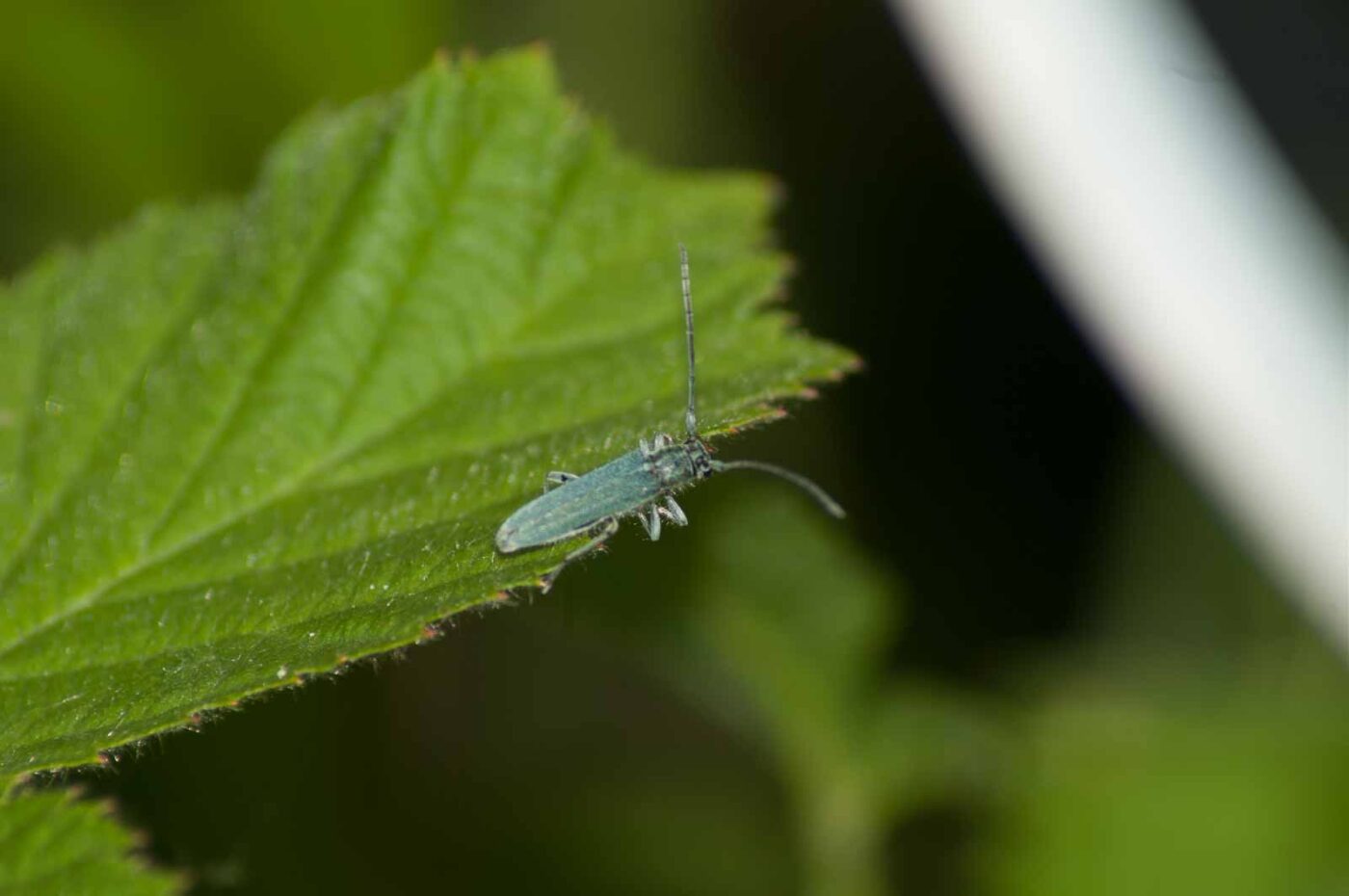 2017-06-05 - NSG Halde Pluto-Wilhelm HER-Wanne