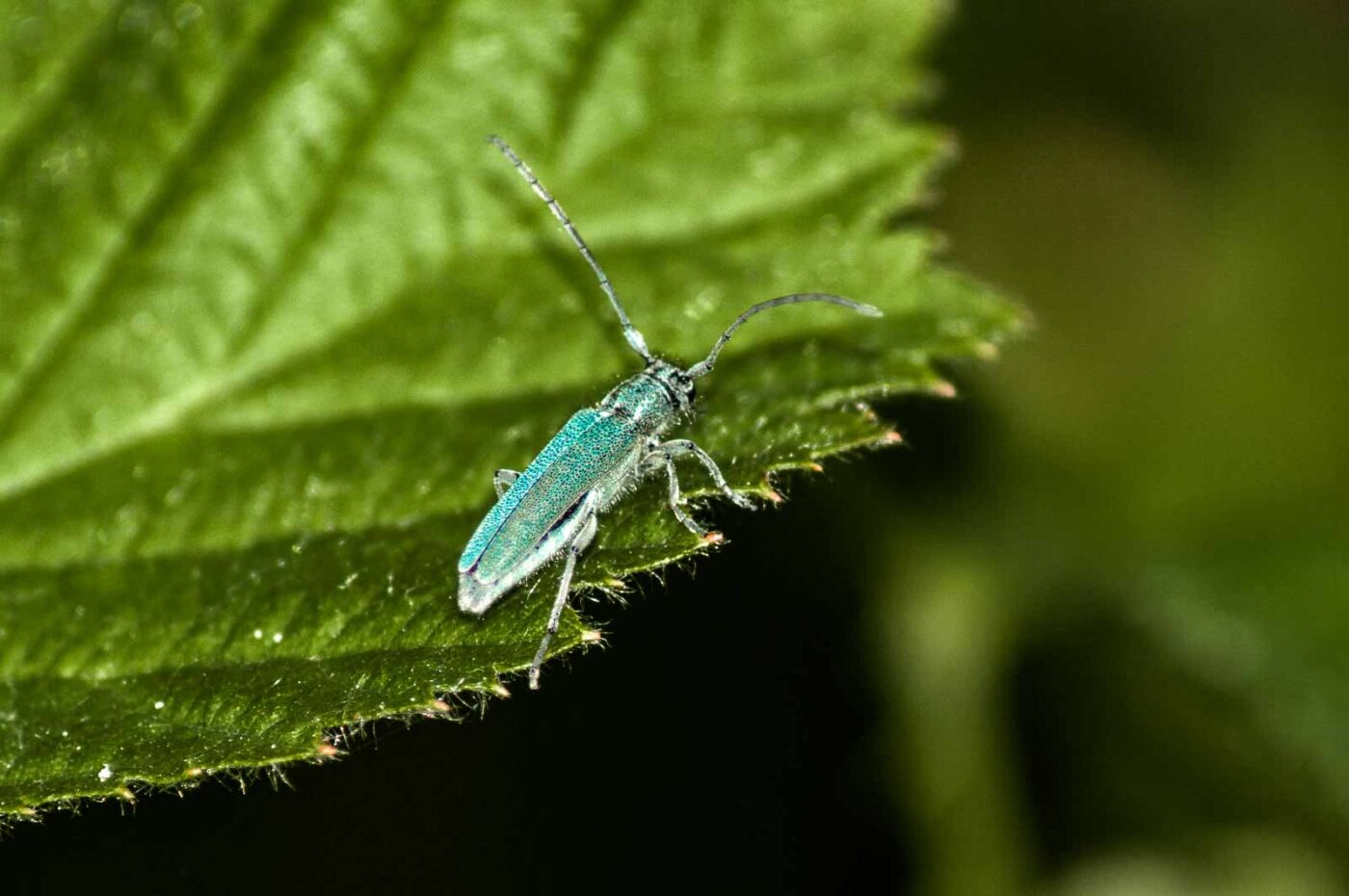 2017-06-05 - NSG Halde Pluto-Wilhelm HER-Wanne