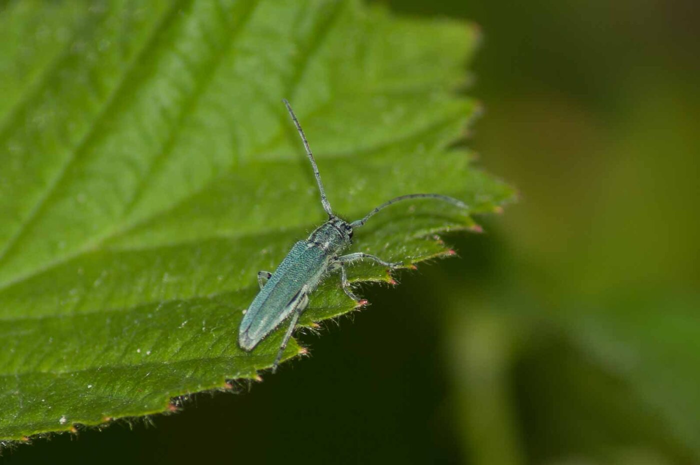 2017-06-05 - NSG Halde Pluto-Wilhelm HER-Wanne