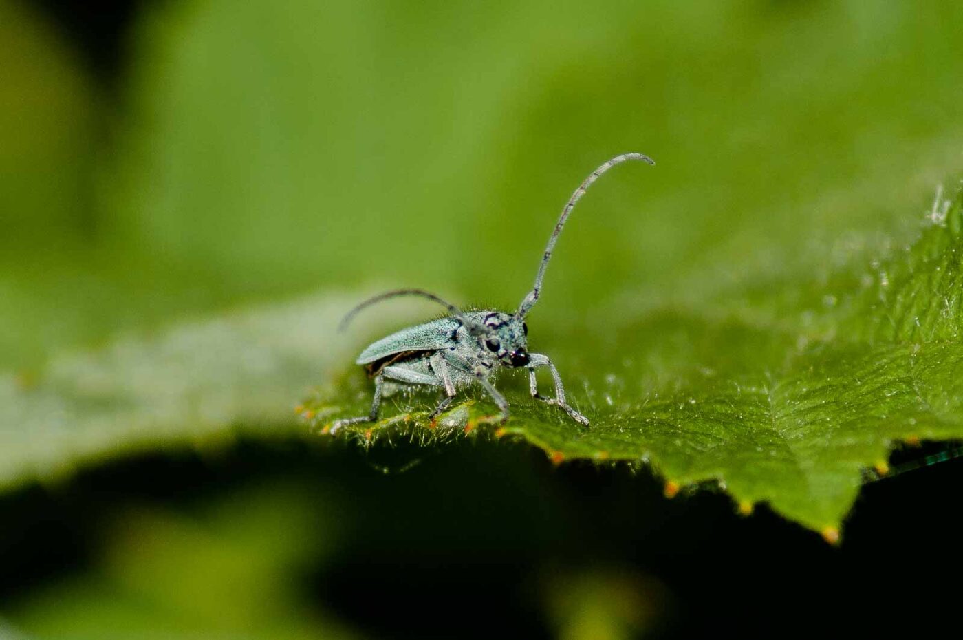 2017-06-05 - NSG Halde Pluto-Wilhelm HER-Wanne