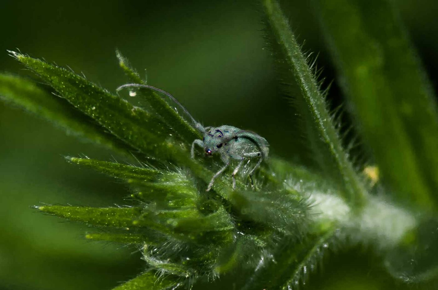 2017-06-05 - NSG Halde Pluto-Wilhelm HER-Wanne