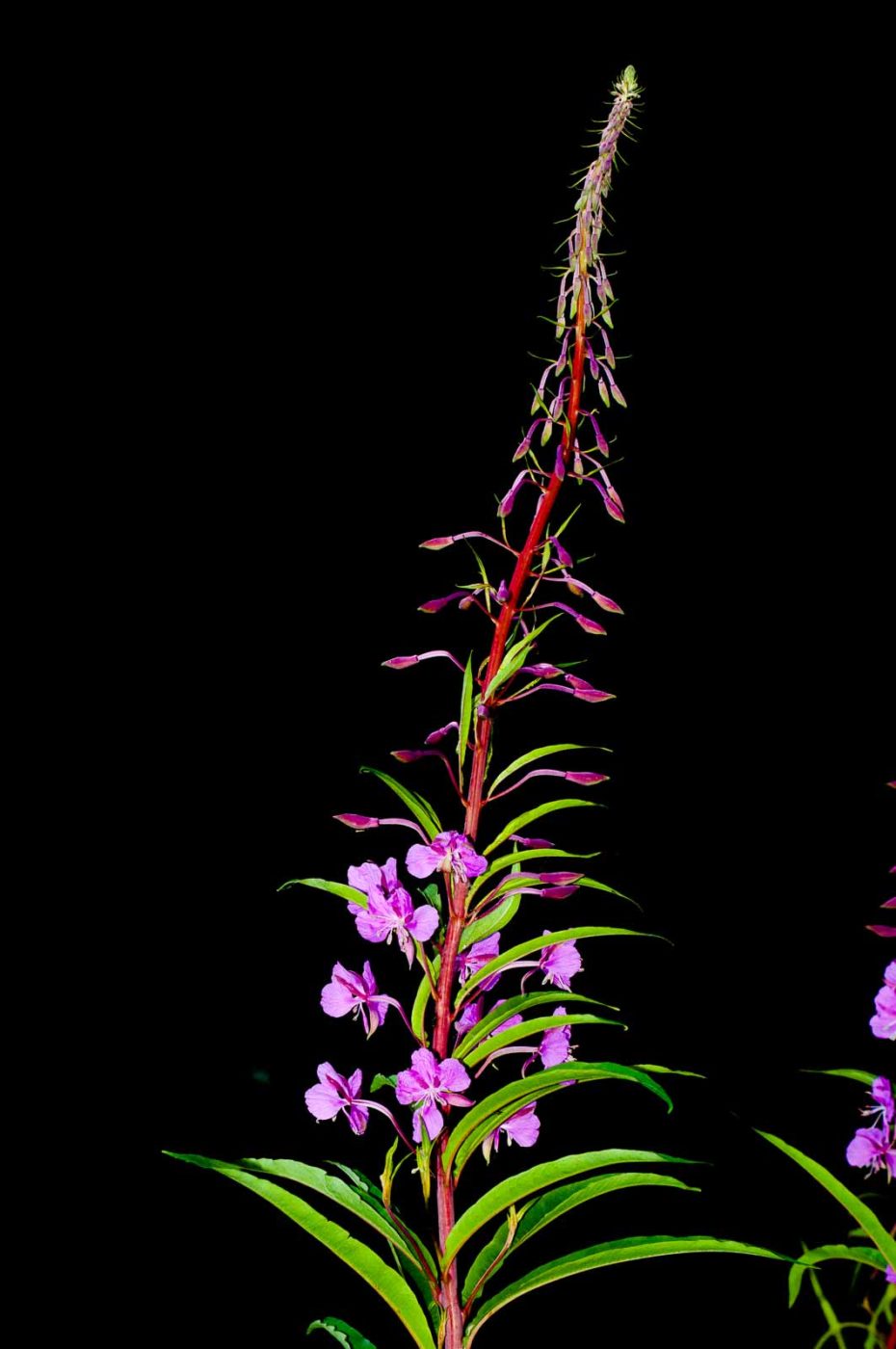 2017-06-05 - NSG Halde Pluto-Wilhelm HER-Wanne