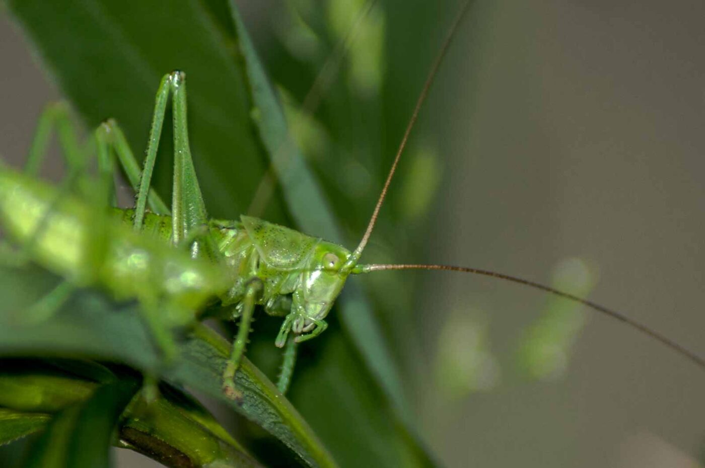 2017-06-05 - NSG Halde Pluto-Wilhelm HER-Wanne