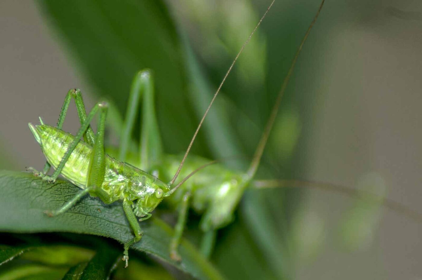 2017-06-05 - NSG Halde Pluto-Wilhelm HER-Wanne