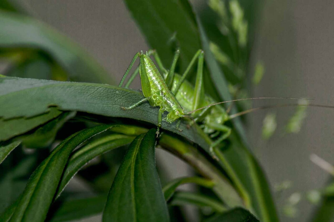 2017-06-05 - NSG Halde Pluto-Wilhelm HER-Wanne