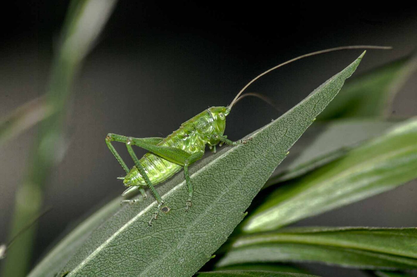 2017-06-05 - NSG Halde Pluto-Wilhelm HER-Wanne