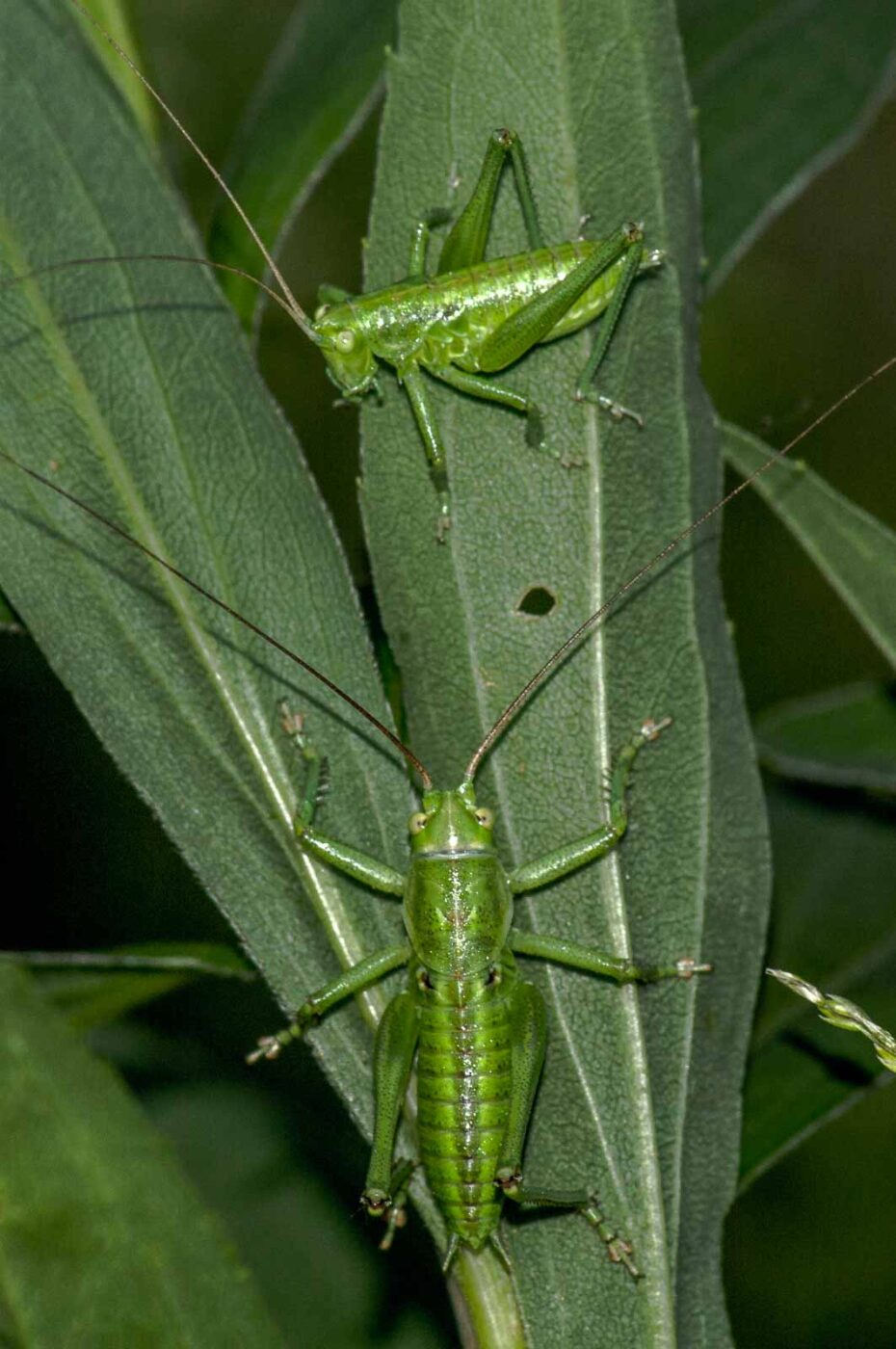 2017-06-05 - NSG Halde Pluto-Wilhelm HER-Wanne