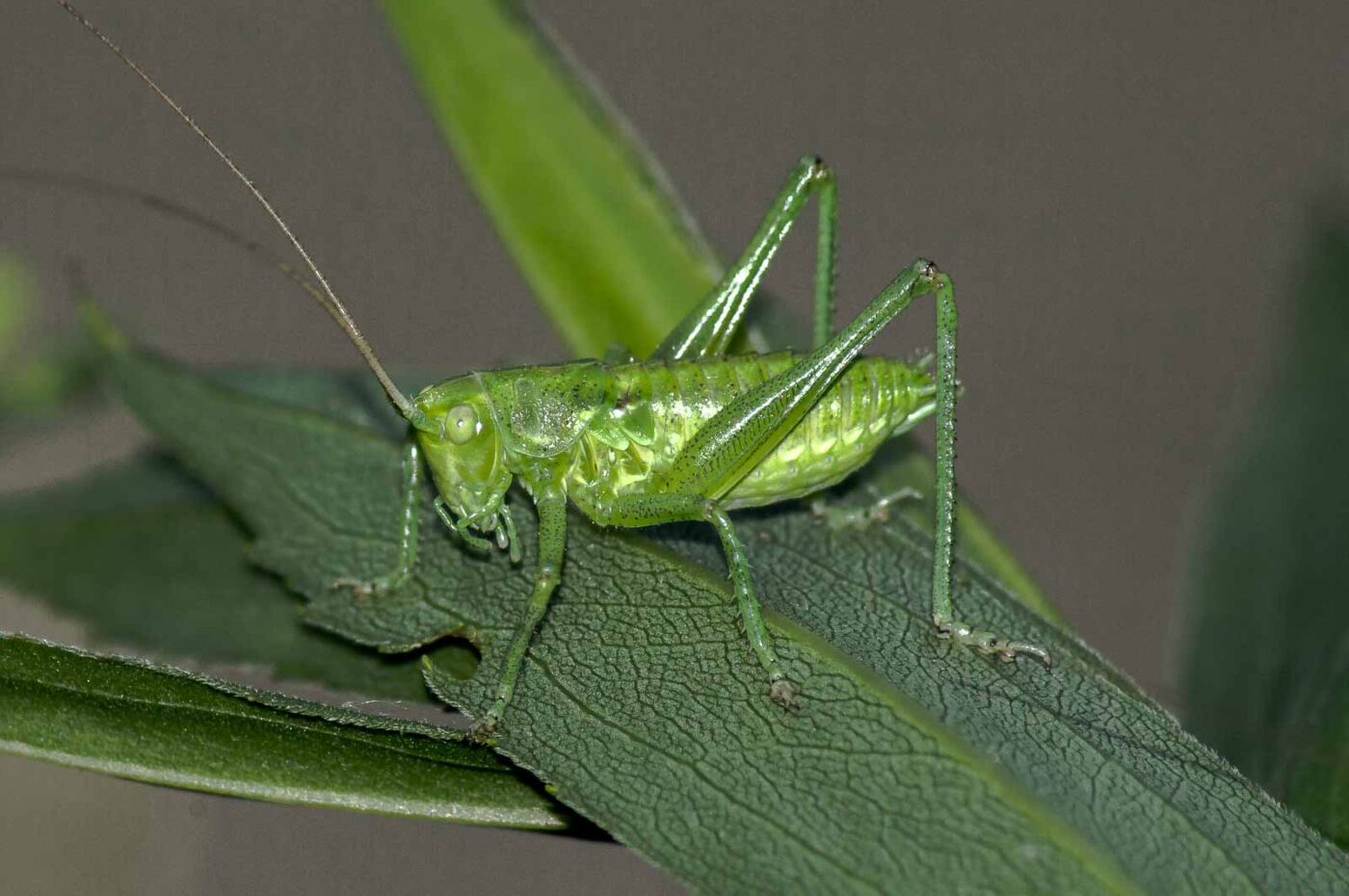 2017-06-05 - NSG Halde Pluto-Wilhelm HER-Wanne