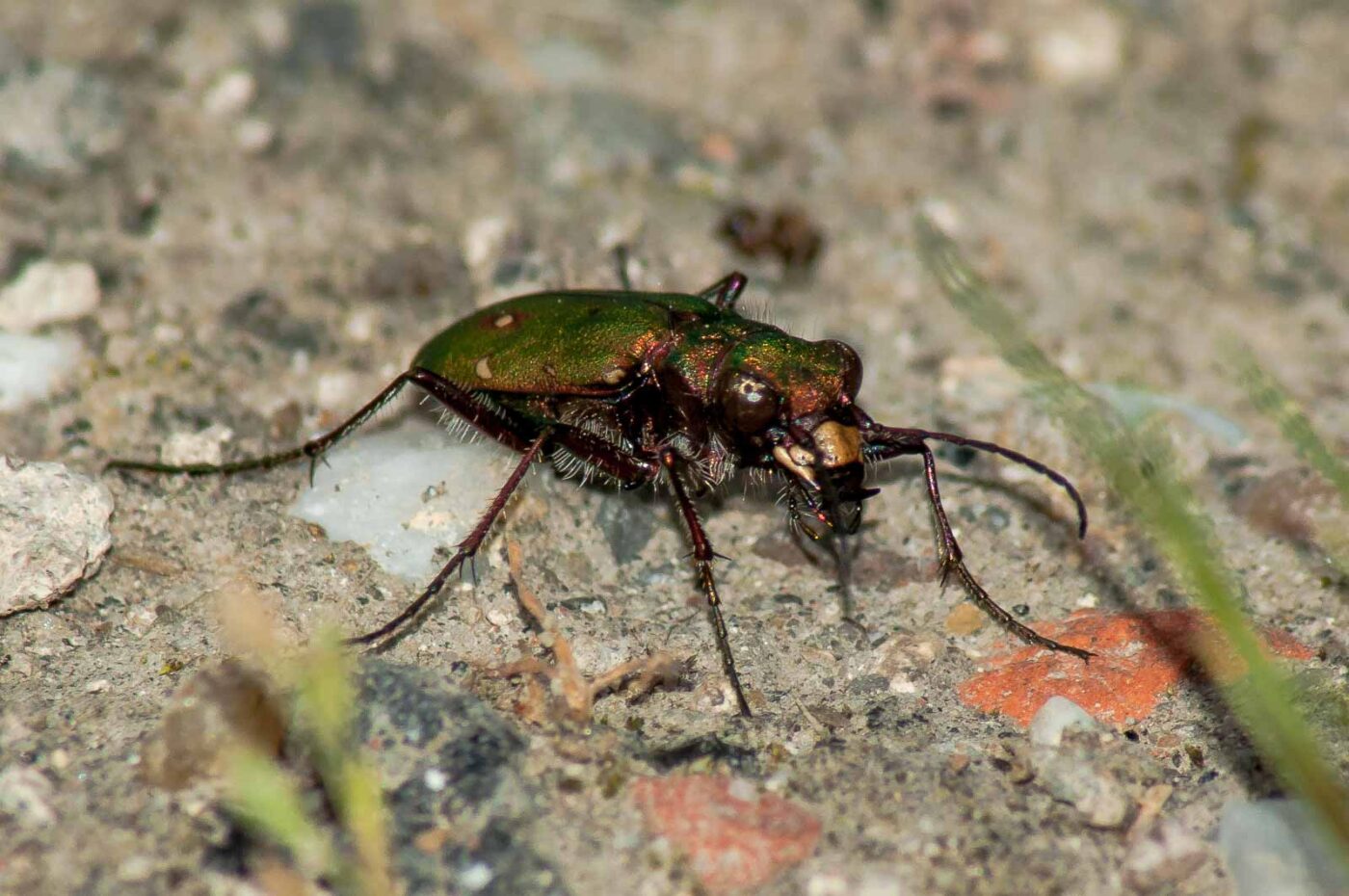 2017-06-05 - NSG Halde Pluto-Wilhelm HER-Wanne
