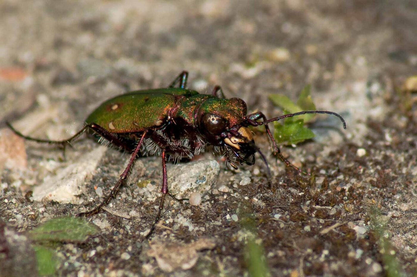 2017-06-05 - NSG Halde Pluto-Wilhelm HER-Wanne