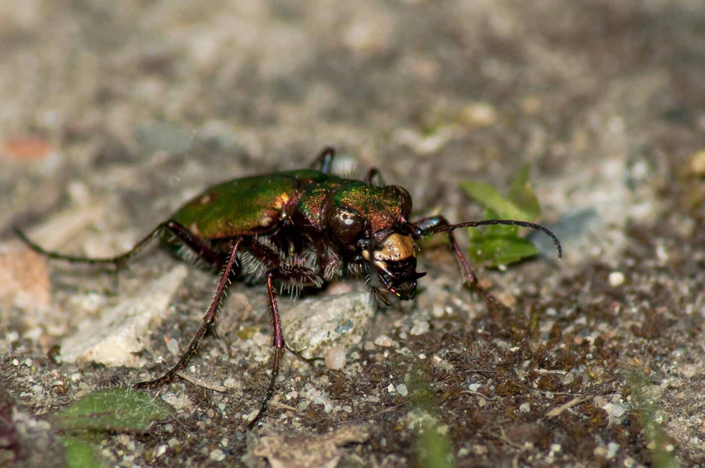 2017-06-05 - NSG Halde Pluto-Wilhelm HER-Wanne