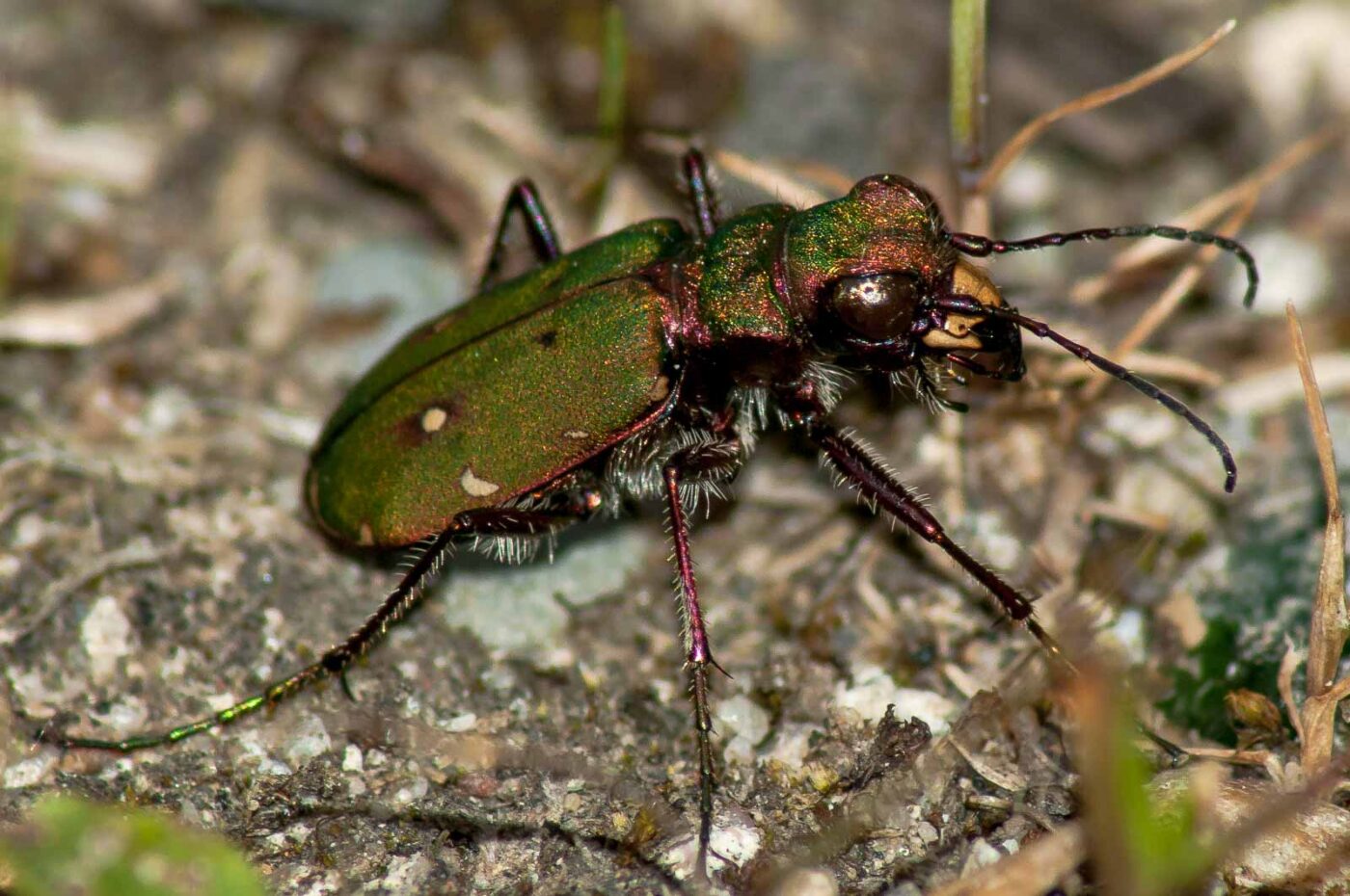 2017-06-05 - NSG Halde Pluto-Wilhelm HER-Wanne