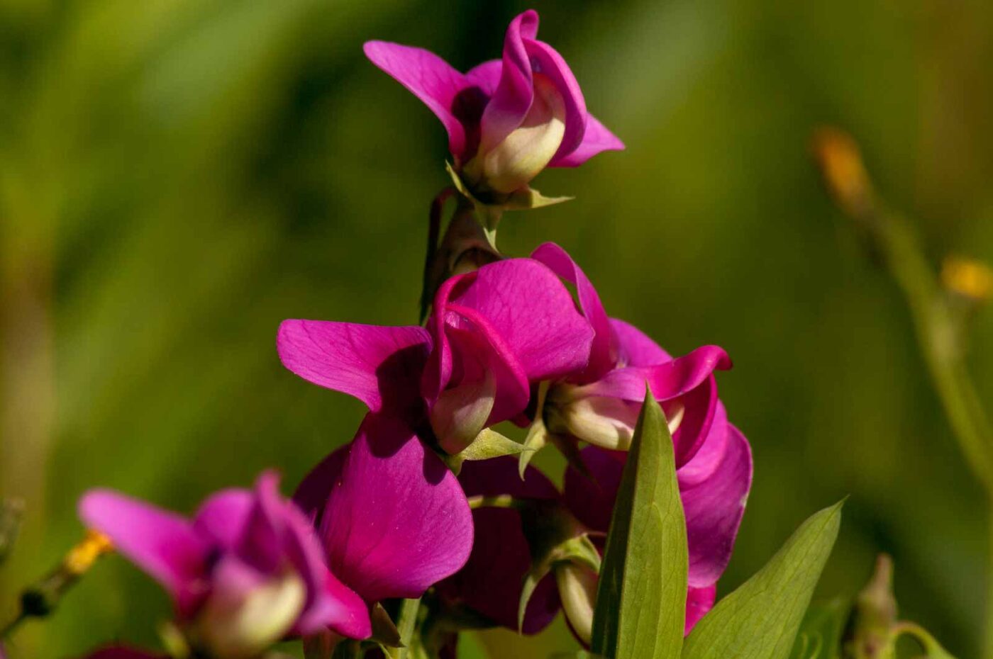 2017-06-05 - NSG Halde Pluto-Wilhelm HER-Wanne