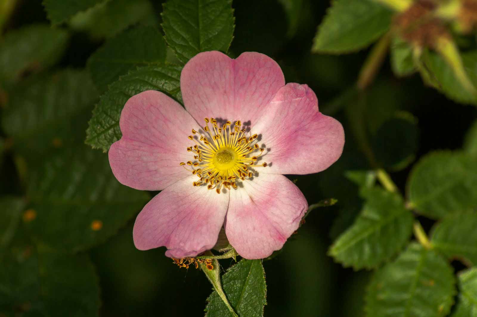 °rosengewächse°