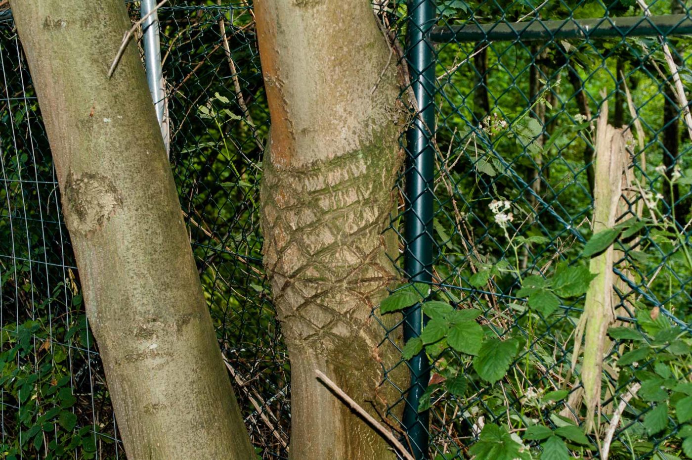 2017-06-20 - NSG Halde Pluto-Wilhelm HER-Wanne