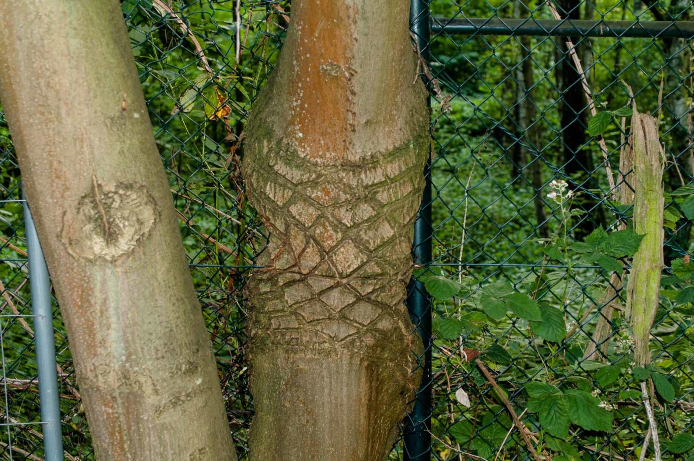 2017-06-20 - NSG Halde Pluto-Wilhelm HER-Wanne