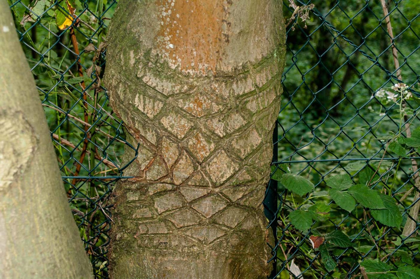 2017-06-20 - NSG Halde Pluto-Wilhelm HER-Wanne