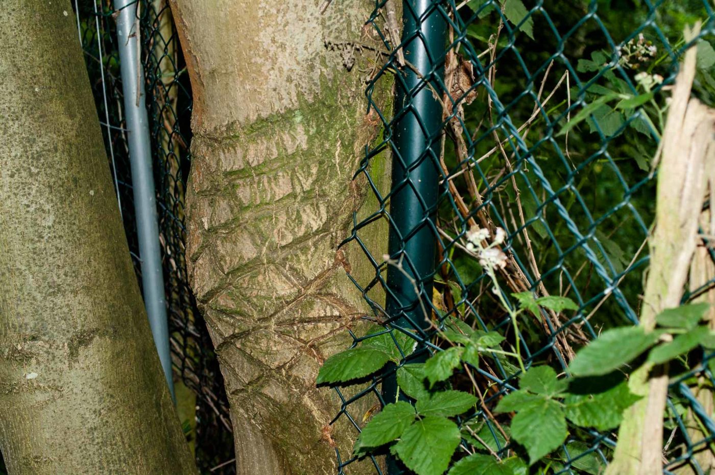 2017-06-20 - NSG Halde Pluto-Wilhelm HER-Wanne