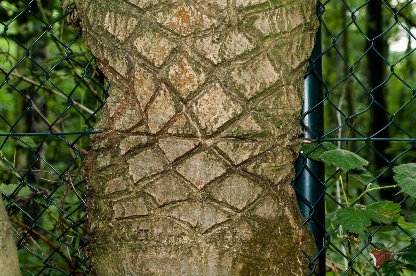 2017-06-20 - NSG Halde Pluto-Wilhelm HER-Wanne