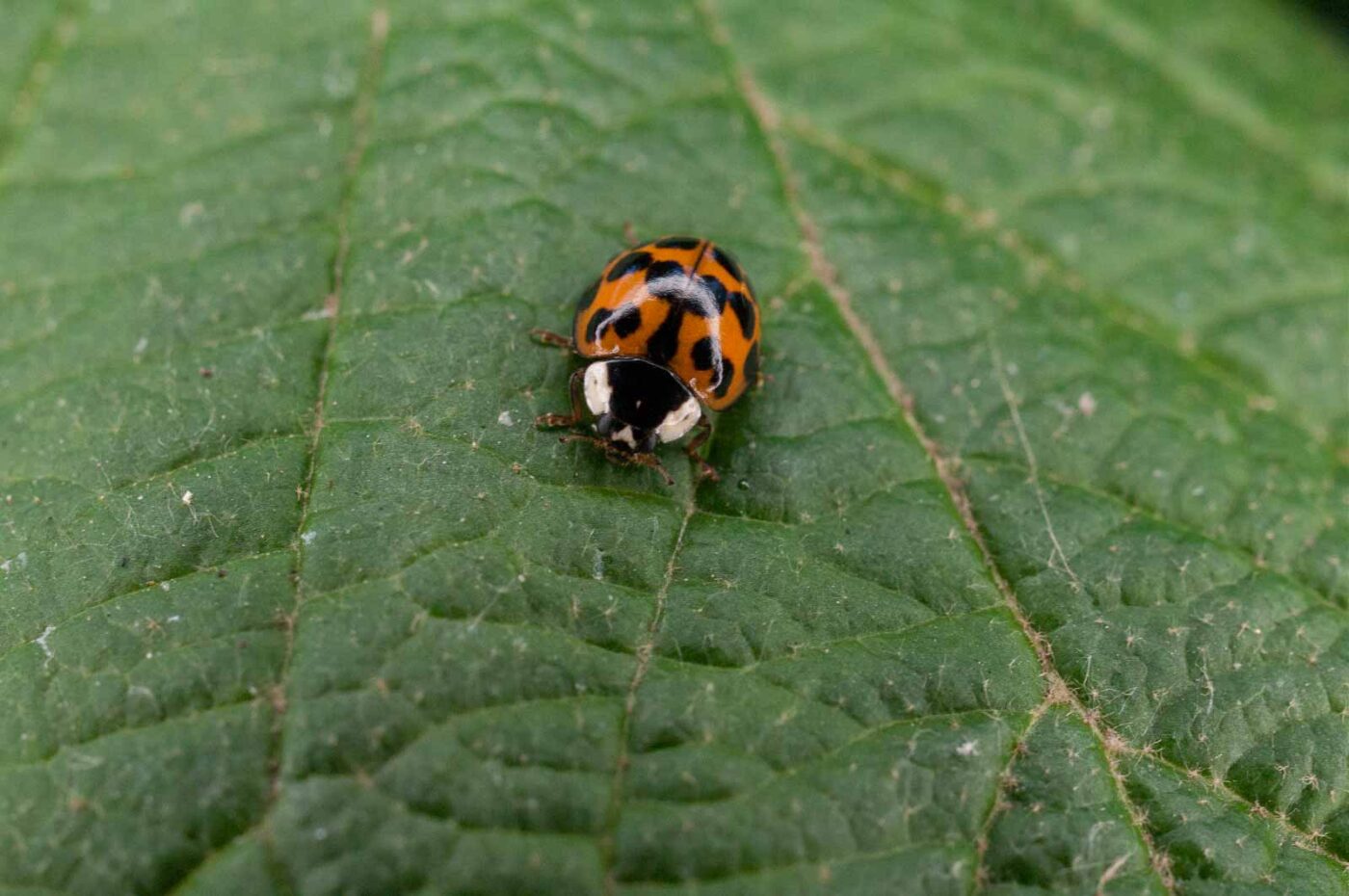 2017-06-20 - NSG Halde Pluto-Wilhelm HER-Wanne
