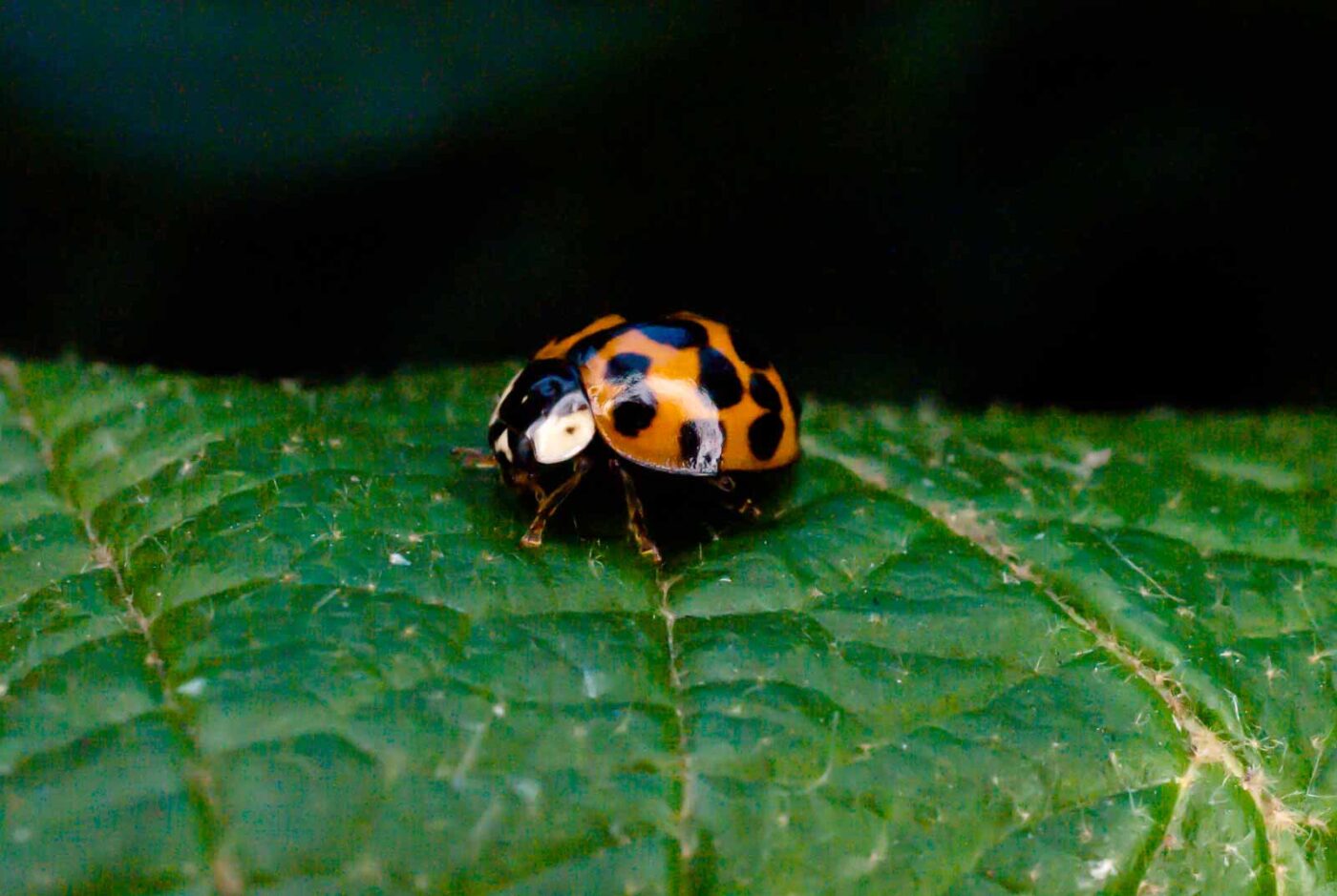 2017-06-20 - NSG Halde Pluto-Wilhelm HER-Wanne