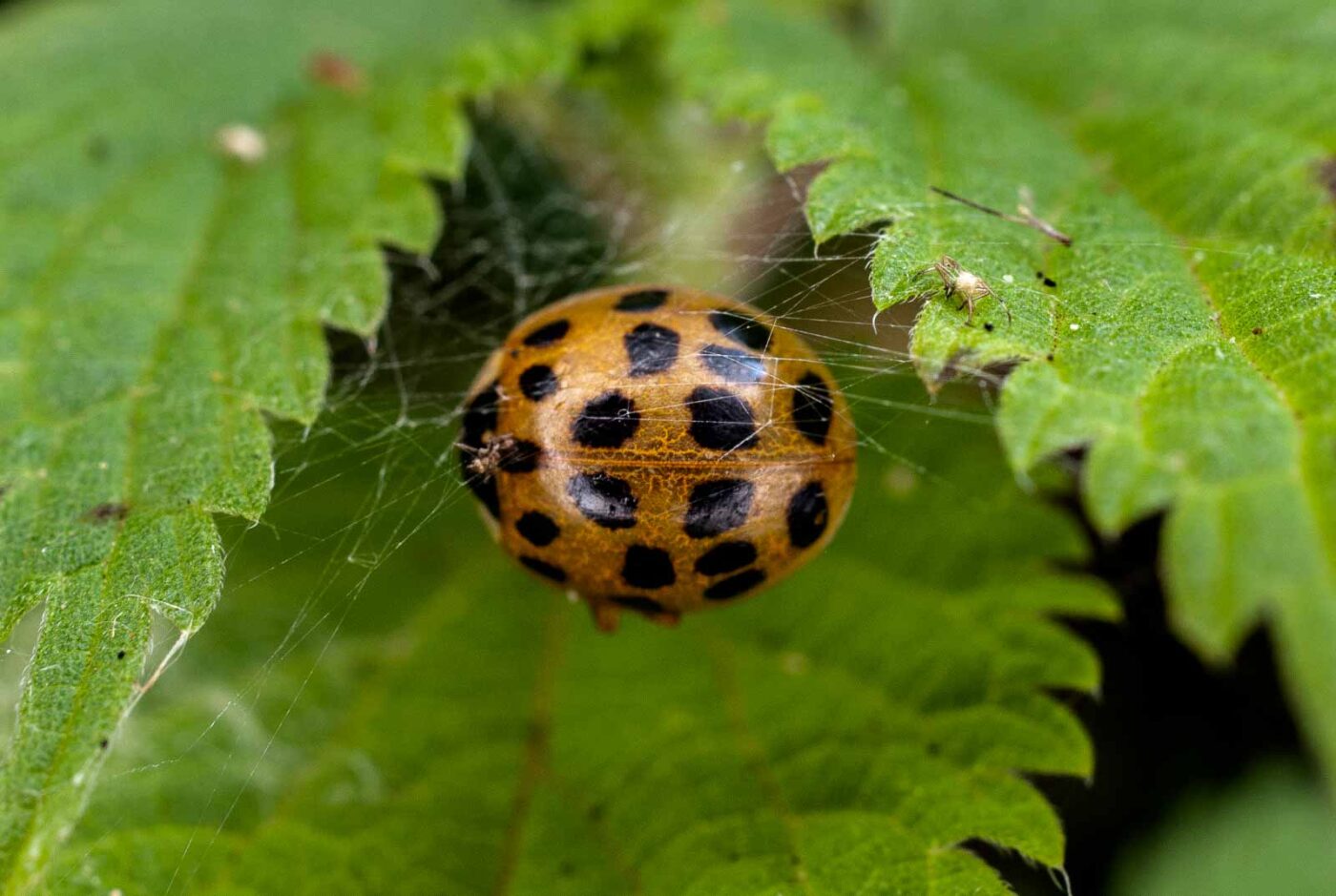 2017-06-20 - NSG Halde Pluto-Wilhelm HER-Wanne