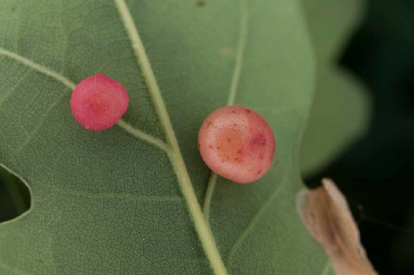 2017-06-20 - NSG Halde Pluto-Wilhelm HER-Wanne