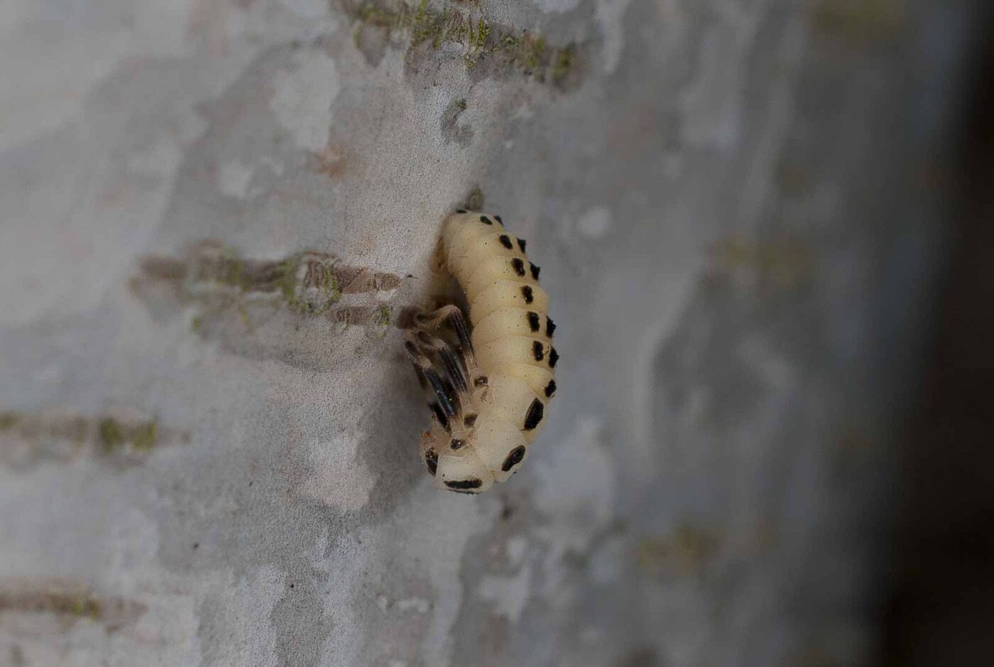 2017-06-20 - NSG Halde Pluto-Wilhelm HER-Wanne