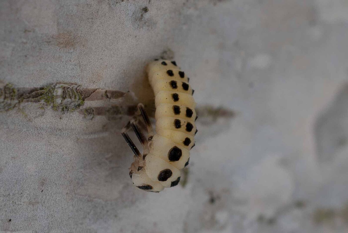 2017-06-20 - NSG Halde Pluto-Wilhelm HER-Wanne