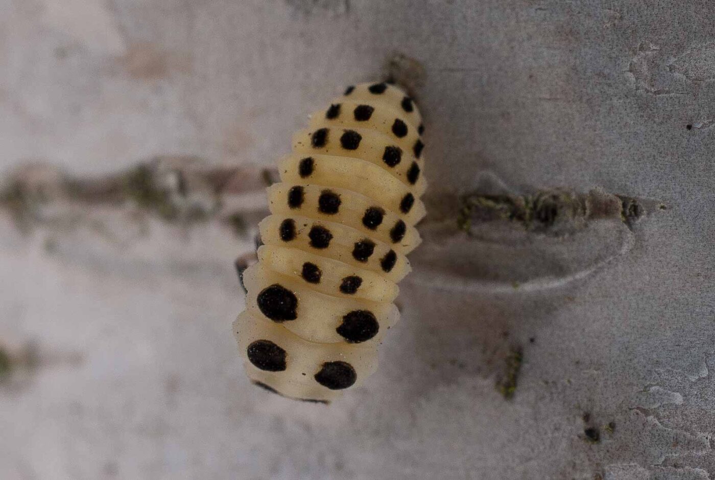 2017-06-20 - NSG Halde Pluto-Wilhelm HER-Wanne
