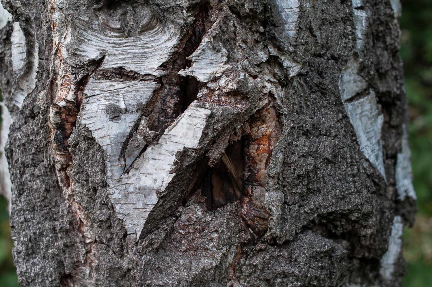 2017-06-20 - NSG Halde Pluto-Wilhelm HER-Wanne