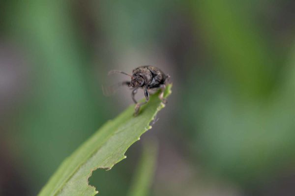 2017-06-20 - NSG Halde Pluto-Wilhelm HER-Wanne