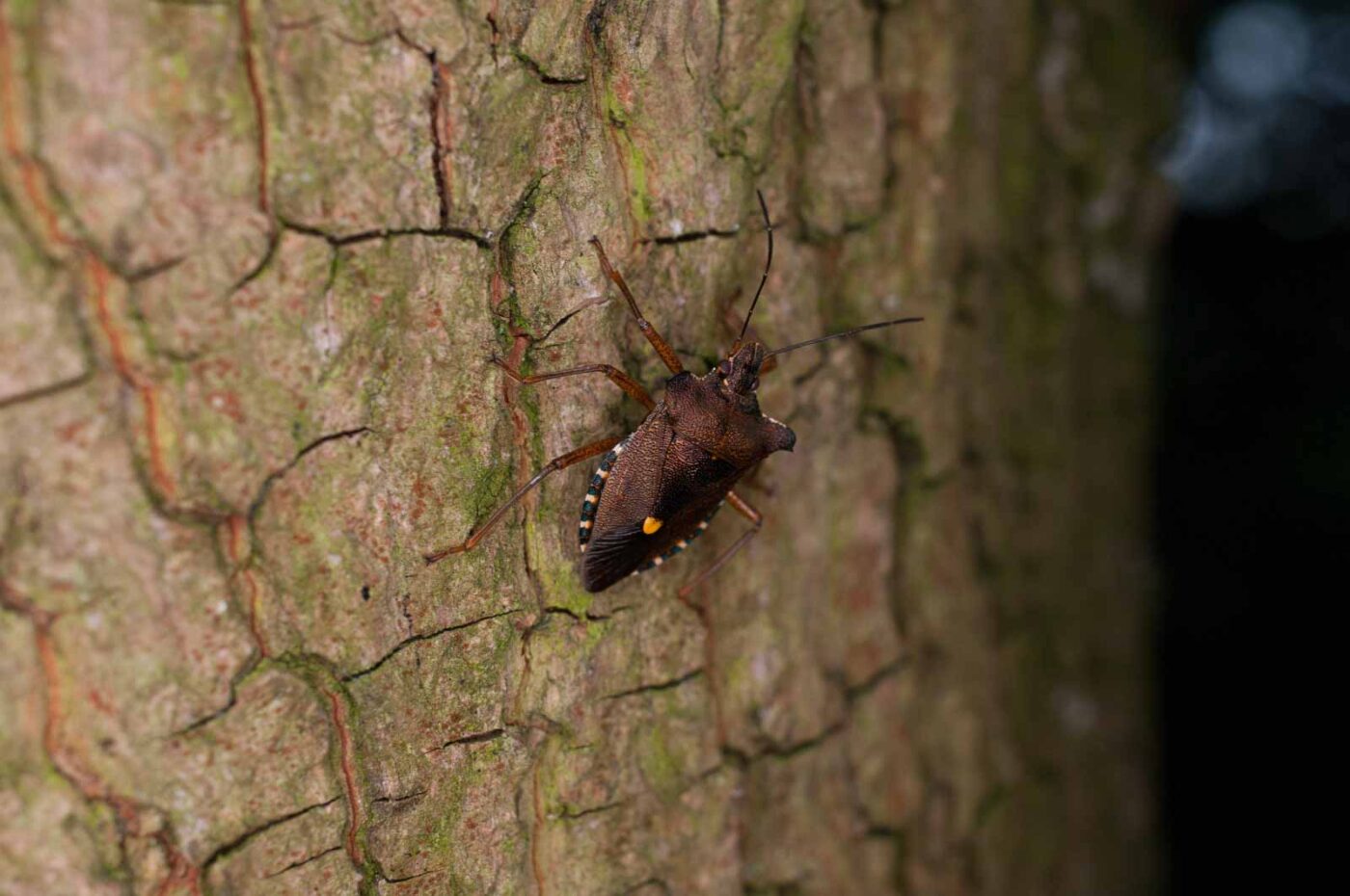 2017-06-20 - NSG Halde Pluto-Wilhelm HER-Wanne