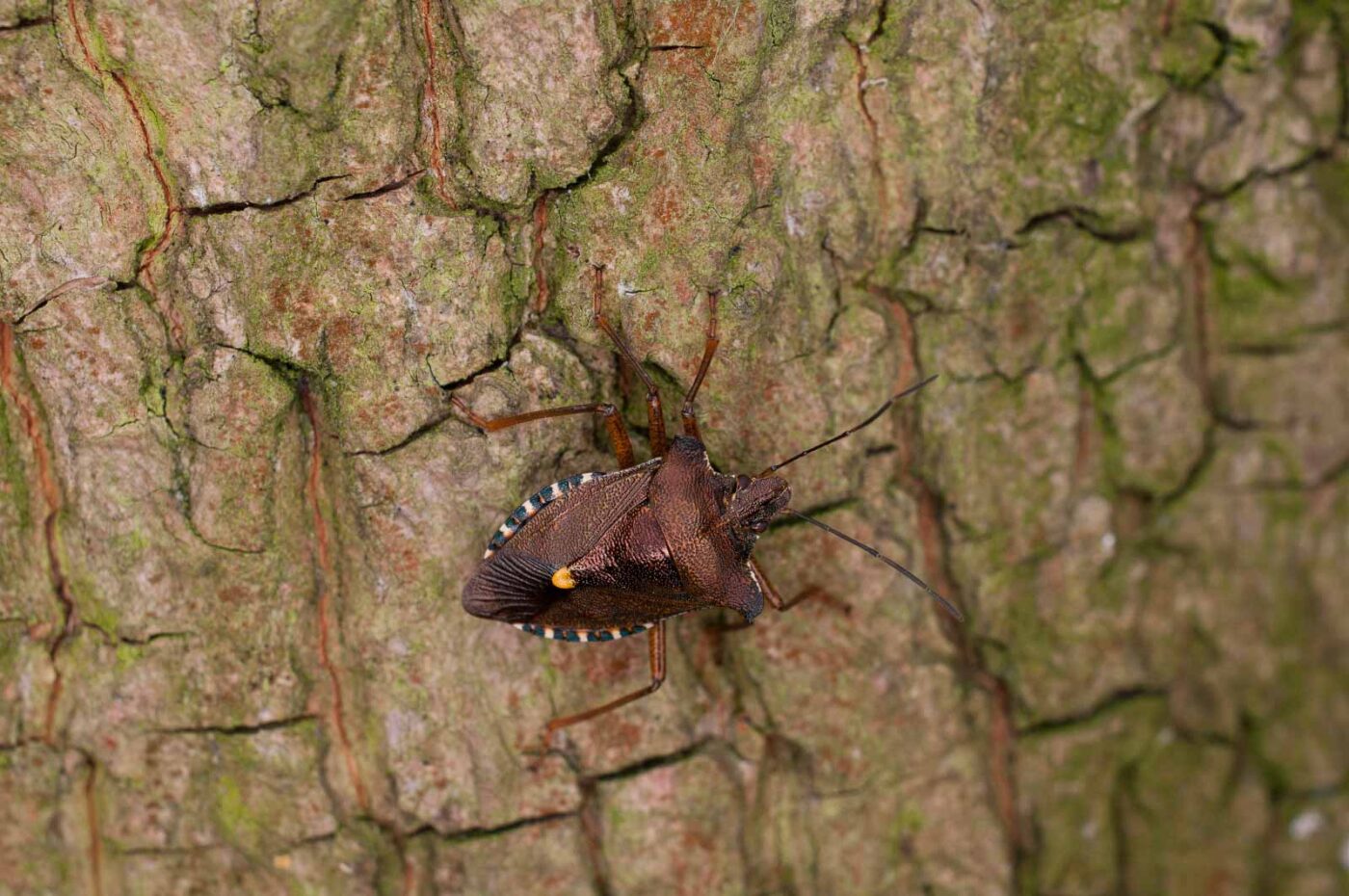 2017-06-20 - NSG Halde Pluto-Wilhelm HER-Wanne