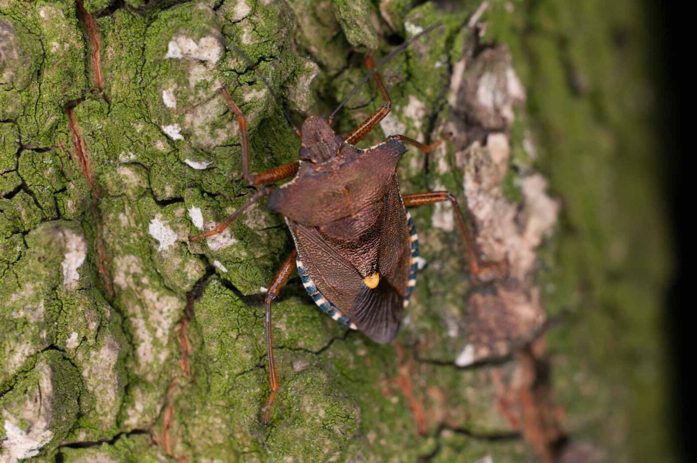 2017-06-20 - NSG Halde Pluto-Wilhelm HER-Wanne