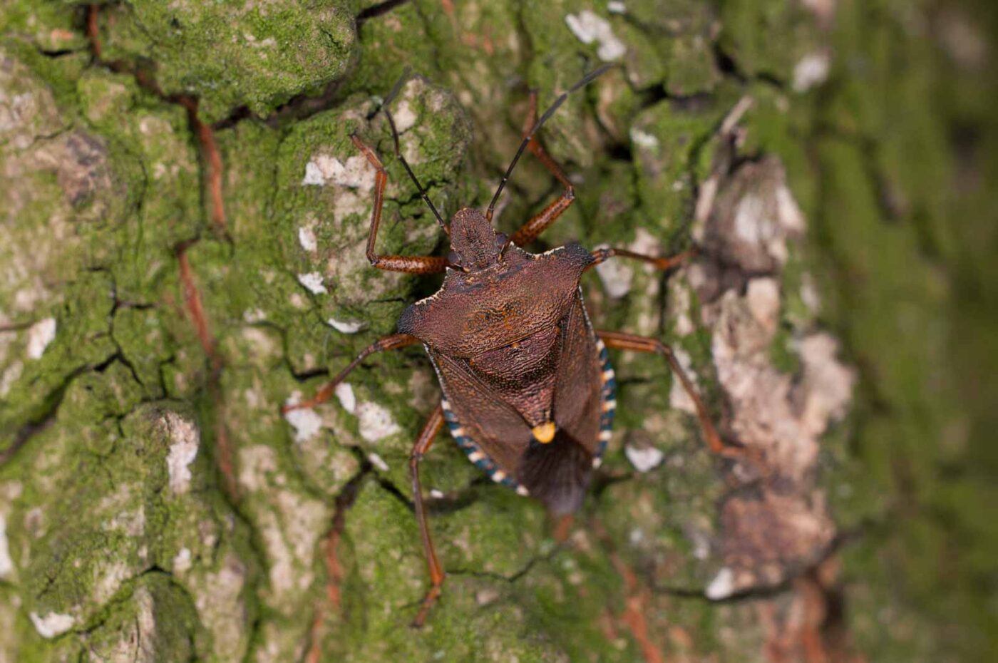 2017-06-20 - NSG Halde Pluto-Wilhelm HER-Wanne