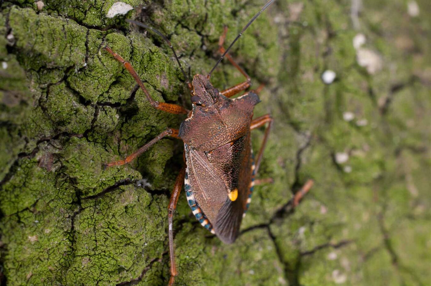 2017-06-20 - NSG Halde Pluto-Wilhelm HER-Wanne