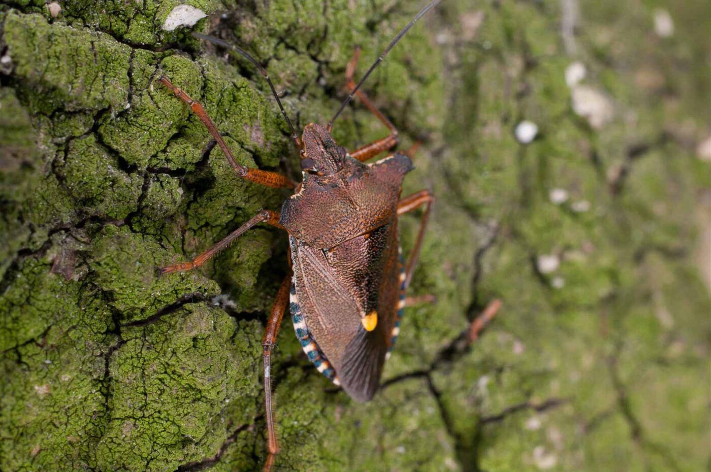 2017-06-20 - NSG Halde Pluto-Wilhelm HER-Wanne