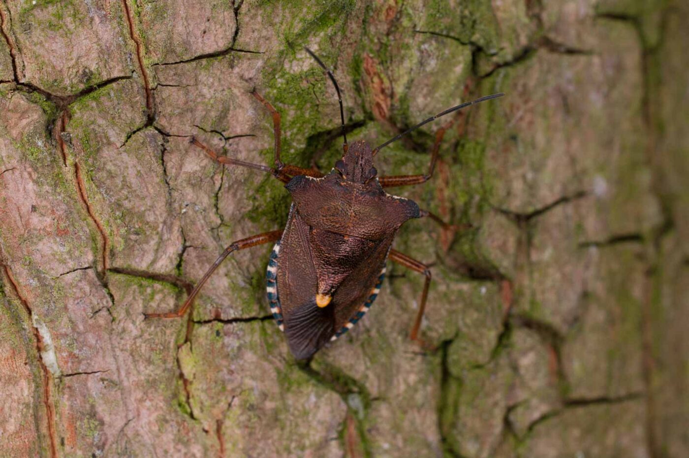 2017-06-20 - NSG Halde Pluto-Wilhelm HER-Wanne