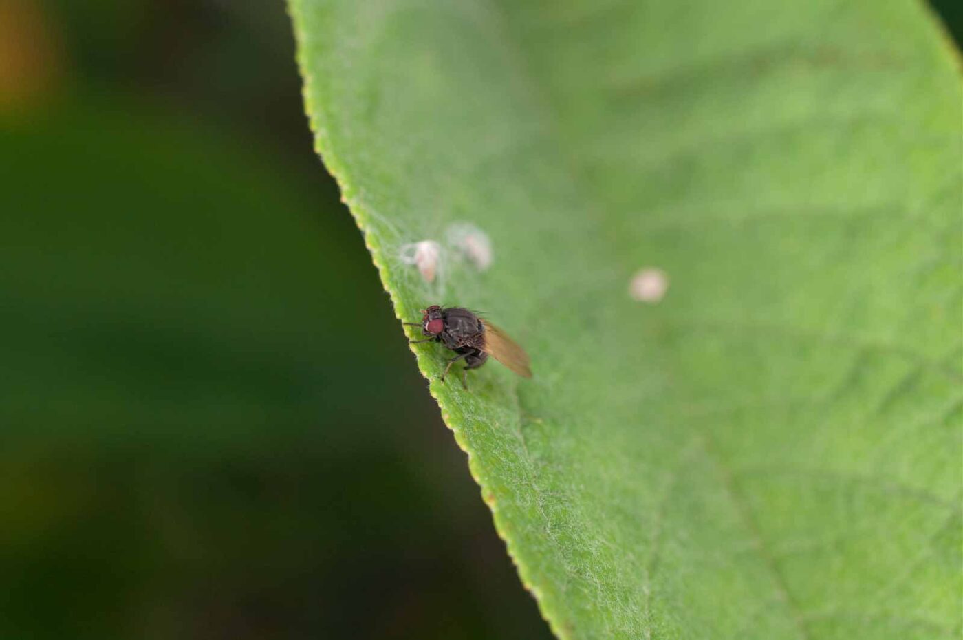 2017-06-20 - NSG Halde Pluto-Wilhelm HER-Wanne