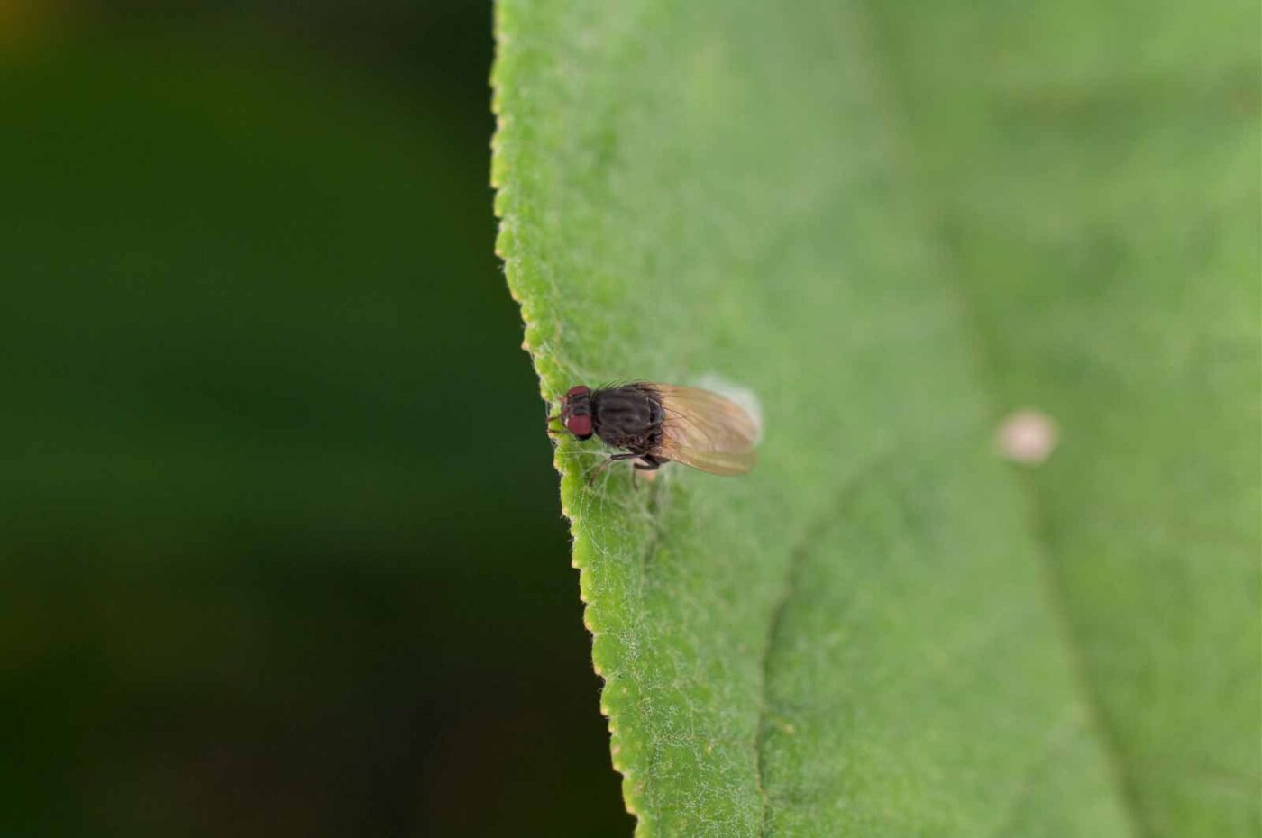 2017-06-20 - NSG Halde Pluto-Wilhelm HER-Wanne