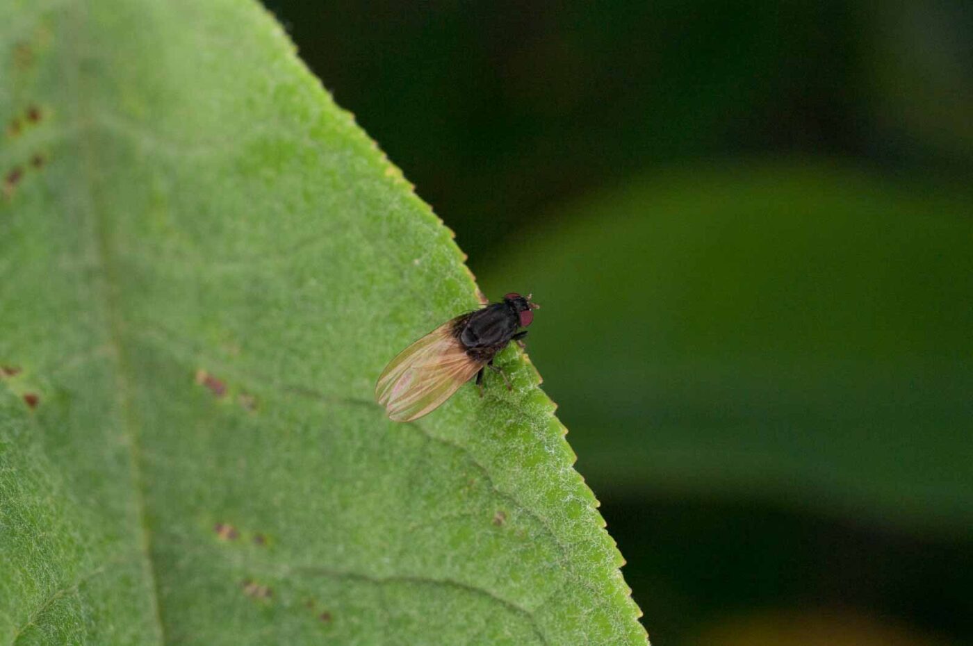 2017-06-20 - NSG Halde Pluto-Wilhelm HER-Wanne