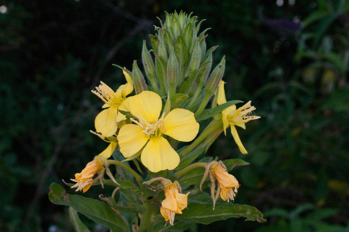 2017-06-20 - NSG Halde Pluto-Wilhelm HER-Wanne